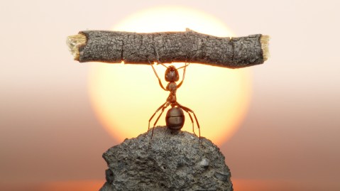 Strong-Ant-3.jpg
